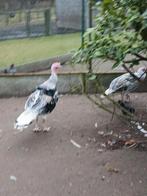 Kalkoenen haan van ongeveer 10 kg, Dieren en Toebehoren, Pluimvee, Mannelijk, Kalkoen