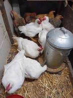 Vleeshanen/kippen, Dieren en Toebehoren, Pluimvee