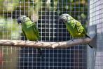 weddel aratinga, Dieren en Toebehoren, Parkiet, Geringd