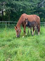 Fokmerrie, Dieren en Toebehoren, Merrie