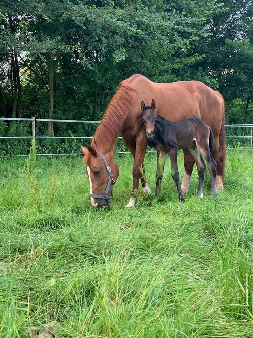 Fokmerrie, Dieren en Toebehoren, Paarden en Pony's | Dekhengsten en Fokmerries, Merrie