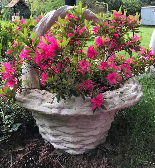 Diverse oude betonnen vazen - bloemenmanden, Tuin en Terras, Tuinvazen, Gebruikt, Ophalen