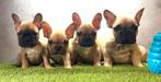 Franse bulldog pups bij ons thuis geboren, België, Fokker | Hobbymatig, CDV (hondenziekte), 8 tot 15 weken