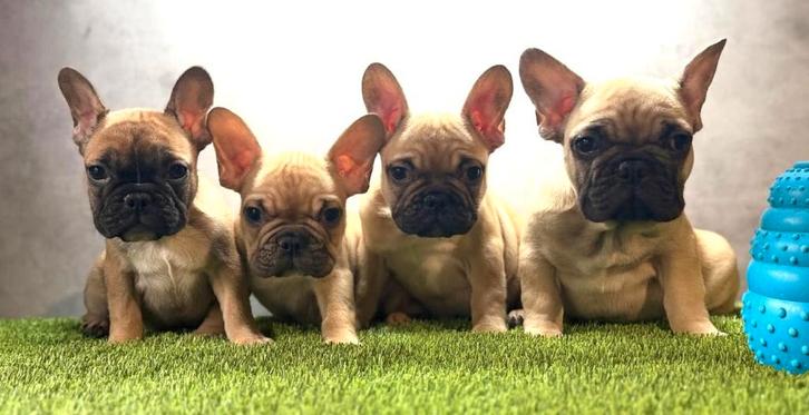 Franse bulldog pups bij ons thuis geboren, Dieren en Toebehoren, Honden | Bulldogs, Pinschers en Molossers, Meerdere dieren, Bulldog