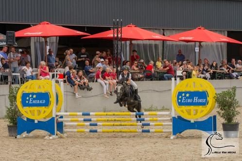 Allround sportpony te koop, Dieren en Toebehoren, Pony's, Ruin, L, B pony (1.17m tot 1.27m), Springpony, 7 tot 10 jaar, Gechipt