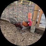 Haantje van augustus, weg wegens te weinig plaats., Dieren en Toebehoren, Pluimvee