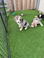 Prachtige Beagi pups (beagle x corgi), Dieren en Toebehoren, Parvo, België, Overige rassen, 8 tot 15 weken