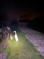 Loopeend wit, Dieren en Toebehoren, Pluimvee