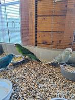 Kakariki's, Dieren en Toebehoren, Vogels | Parkieten en Papegaaien, Meerdere dieren, Parkiet, Geringd