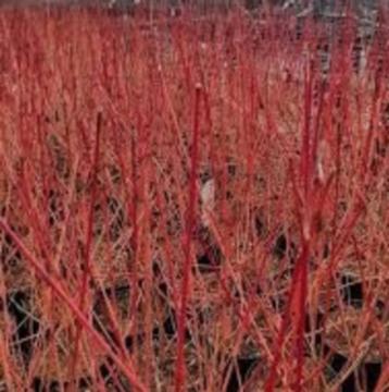 Rode Kornoelje planten beschikbaar voor biedingen