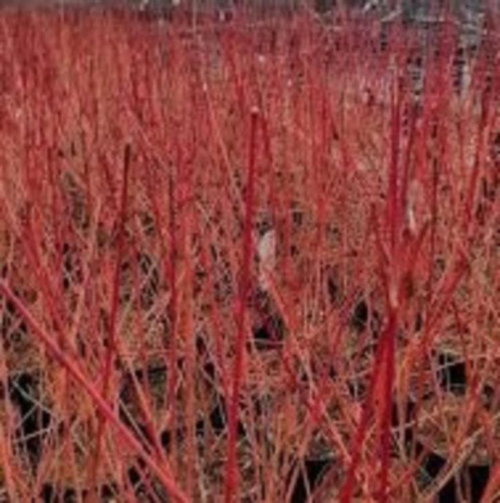 Rode Kornoelje planten, Tuin en Terras, Planten | Tuinplanten, Tweejarig, Overige soorten, Volle zon, Zomer, Ophalen