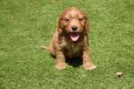 Prachtige Cockapoo pups (abrikoos en rood), Dieren en Toebehoren, Honden | Retrievers, Spaniëls en Waterhonden, België, Overige rassen
