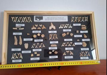 Verzamelbord voor fossielen (zeefossielen) beschikbaar voor biedingen