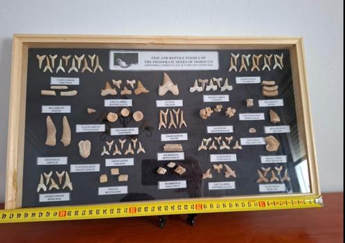 Verzamelbord voor fossielen (zeefossielen), Verzamelen, Mineralen en Fossielen, Ophalen of Verzenden