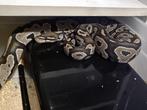 ball python 1.0 Black Head Ghost, Dieren en Toebehoren, Slang, Tam, 7 tot 10 jaar