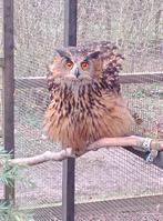 Grand Duc d'Europe, Femelle, Oiseau de proie