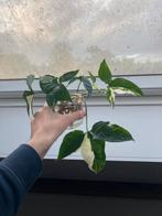 Syngonium albo stekjes, Ophalen