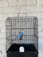 Grasparkieten 2025., Dieren en Toebehoren, Vogels | Parkieten en Papegaaien, Meerdere dieren, Parkiet, Geringd