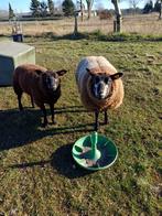 Schapen, Dieren en Toebehoren, Schapen, Geiten en Varkens, Vrouwelijk, Schaap, 0 tot 2 jaar