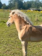 Haflinger hengst 10 maanden, Dieren en Toebehoren, Pony's, Hengst