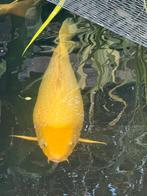 Koi Platinum ogon 85 cm, Karper of Koi