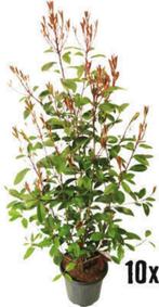 glansmispel photinia red robin, Ophalen