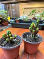 Euphorbia mammilaris stekken, Huis en Inrichting, Ophalen, Minder dan 100 cm, In pot, Cactus