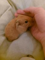 5 baby cavia's 3 beertjes en 2 zeugjes, Dieren en Toebehoren, Knaagdieren, November, Cavia