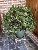 Vetplant, Tuin en Terras, Planten | Tuinplanten, Ophalen, Lente, Vaste plant