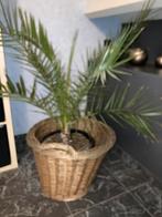 Palm plant in hand gevlochten mand buiten of binnen, Tuin en Terras, Ophalen, Vaste plant