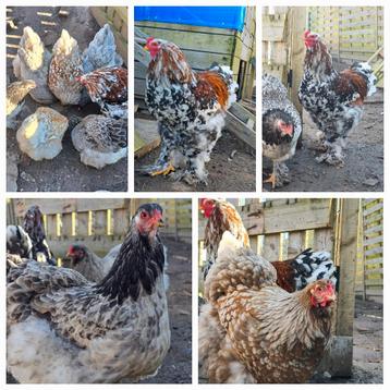 Broedeieren brahma mix kleur beschikbaar voor biedingen