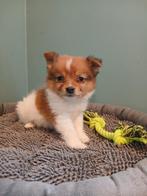 Kees pupjes, Dieren en Toebehoren, Parvo, België, Keeshond, 8 tot 15 weken