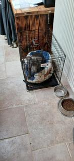 Jack russel, Dieren en Toebehoren, Ophalen of Verzenden, Zo goed als nieuw