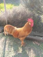 Broedeieren leghorn buff, Dieren en Toebehoren, Pluimvee, Geslacht onbekend, Kip