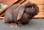 Franse Hangoor (voedstertje), Dieren en Toebehoren, Konijnen, Vrouwelijk, Groot, Hangoor, 0 tot 2 jaar