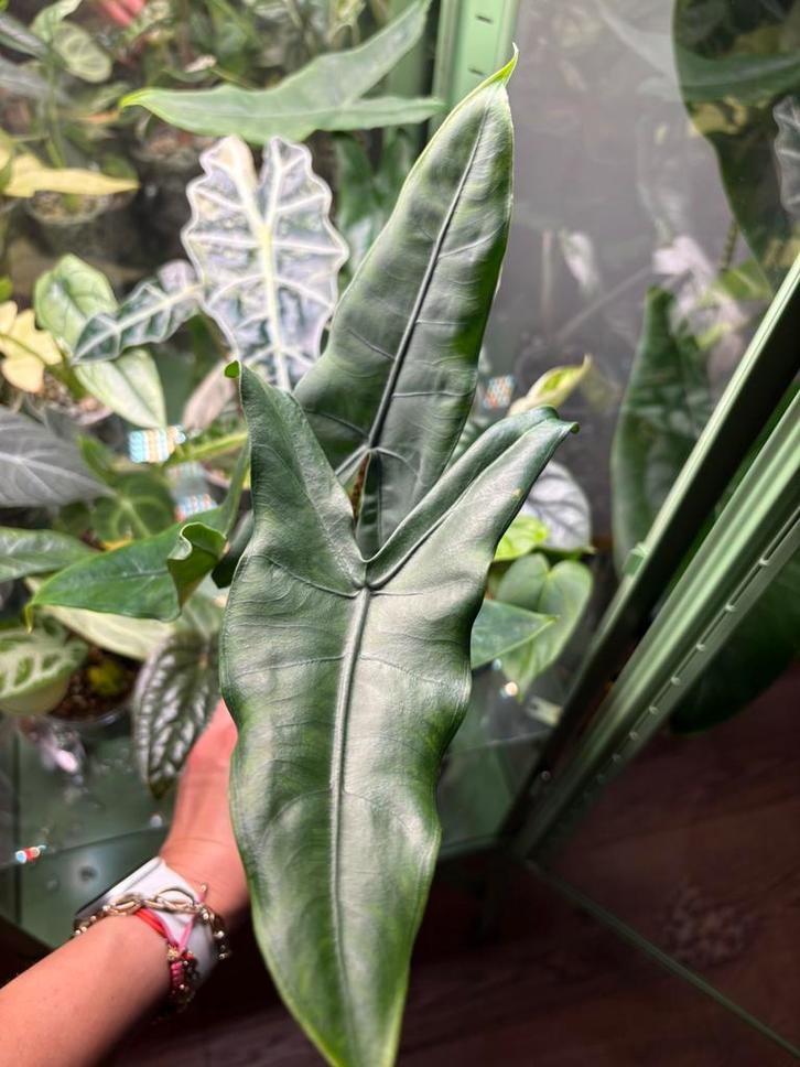 Alocasia Zebrina, Maison & Meubles, Plantes d'intérieur, Enlèvement