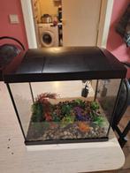 Aqarium, Dieren en Toebehoren, Vissen | Aquaria en Toebehoren, Ophalen of Verzenden