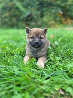 shiba-inu pups bij ons geboren !!, Dieren en Toebehoren, België, Overige rassen, CDV (hondenziekte), 8 tot 15 weken