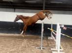 3YO Colorit  Stallion, Dieren en Toebehoren, Paarden, Springpaard, Niet van toepassing, Hengst, 3 tot 6 jaar