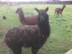 Alpaca, Dieren en Toebehoren, Overige Dieren