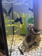 Mooie Black Molly's te koop ongeveer 3 a 4 cm groot, Vis, Zoetwatervis