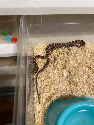 3.8 het ultra / amel scaleless palmetto pos caramel anery beschikbaar voor biedingen