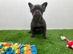 Fluffy Franse Bulldog pup