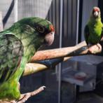 Jardine-papegaai/Poicephalus Gulielmi MASSAICUS., Mâle, Perroquet, Bagué