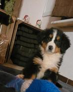 Berner sennen pups groeien huiselijk op ouders HD vrij, Dieren en Toebehoren, België, Fokker | Hobbymatig, CDV (hondenziekte)