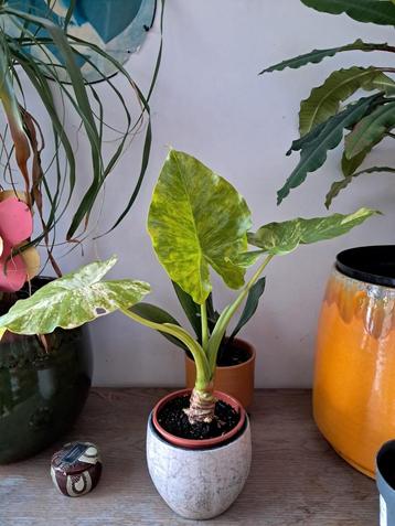 Alocasia beschikbaar voor biedingen