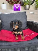 langhaar kaninchen teckel pups, Dieren en Toebehoren, Honden | Teckels en Dashonden, Kaninchen, België, CDV (hondenziekte), 8 tot 15 weken
