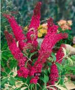 VLINDERSTRUIKEN / VLINDERBLOEMEN O.A. "ROYAL RED" (WIJNROOD), Jardin & Terrasse, Plantes | Arbustes & Haies, Moins de 100 cm, Enlèvement ou Envoi