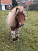 Shetlander hengst bont, Dieren en Toebehoren, Hengst