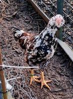 Jonge orloff haan, Dieren en Toebehoren, Pluimvee, Mannelijk, Kip